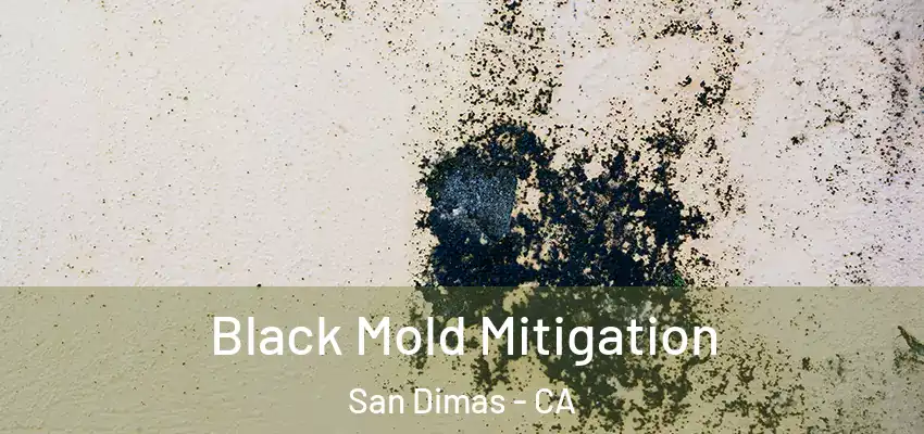  Black Mold Mitigation San Dimas - CA