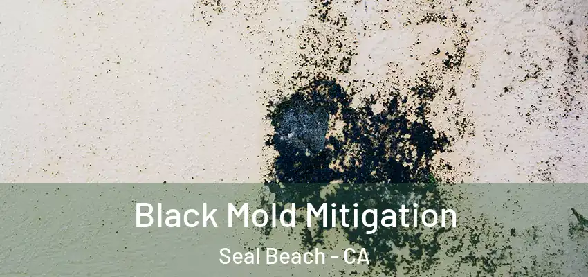  Black Mold Mitigation Seal Beach - CA