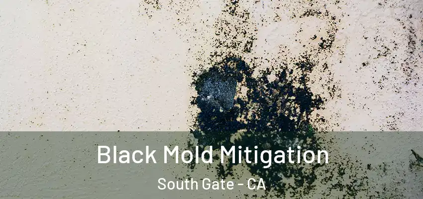 Black Mold Mitigation South Gate - CA