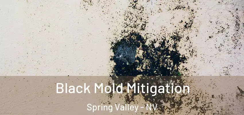 Black Mold Mitigation Spring Valley - NV