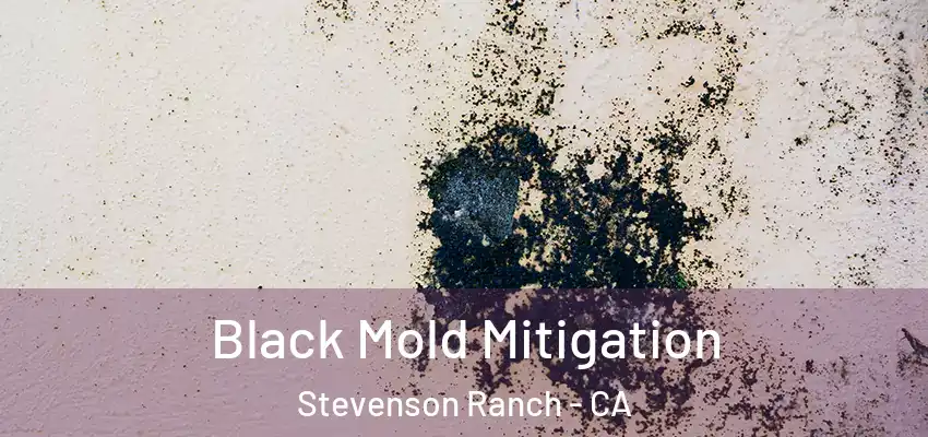Black Mold Mitigation Stevenson Ranch - CA