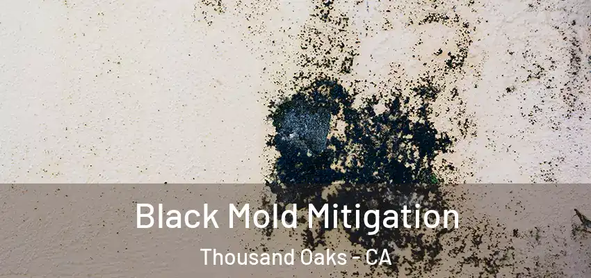  Black Mold Mitigation Thousand Oaks - CA