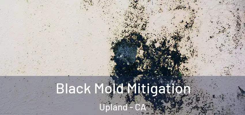 Black Mold Mitigation Upland - CA