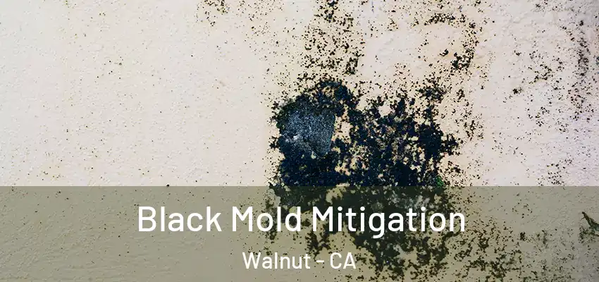 Black Mold Mitigation Walnut - CA