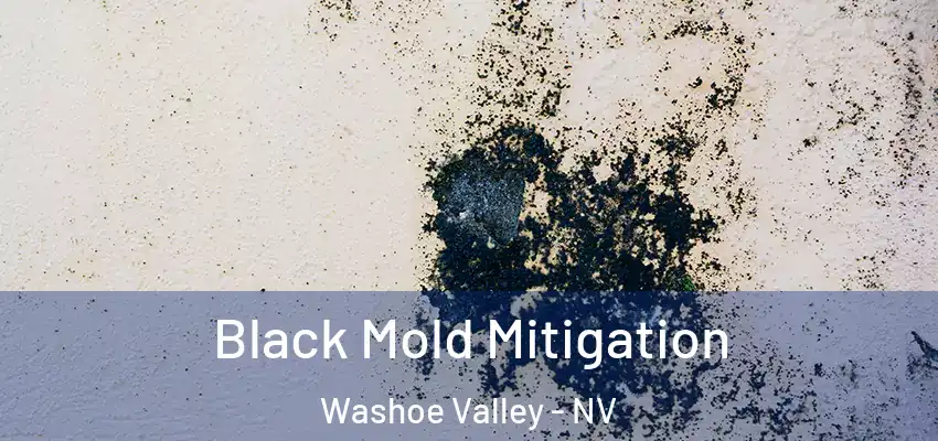  Black Mold Mitigation Washoe Valley - NV