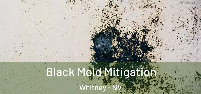 Black Mold Mitigation Whitney - NV