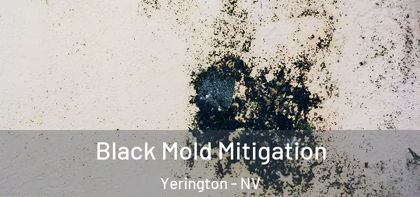  Black Mold Mitigation Yerington - NV