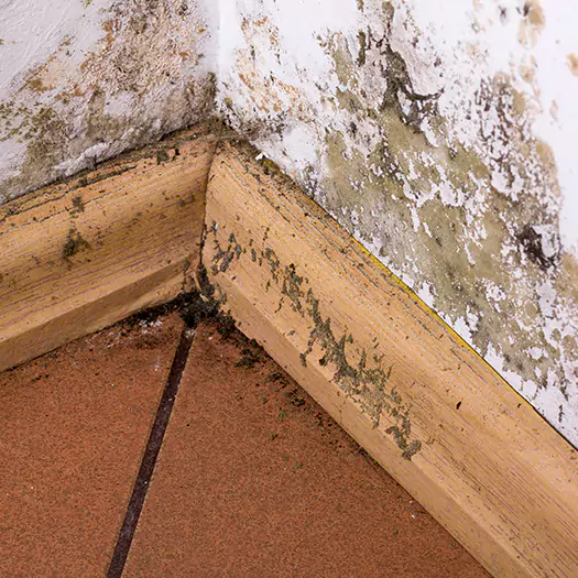 Trusted Cleaning Mold From Wood Specialists in Flagstaff, AZ