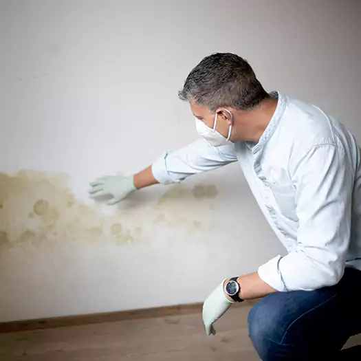 Trusted Mold Remediation and Removal Experts in Flagstaff, AZ