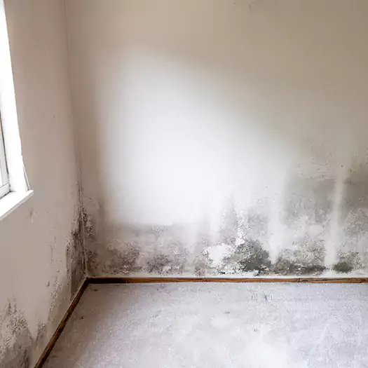 Trusted Mold Cleanup Specialists in Flagstaff, AZ