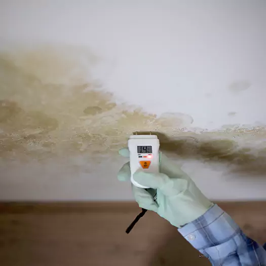 Reliable Mold Inspection Experts in Flagstaff, AZ