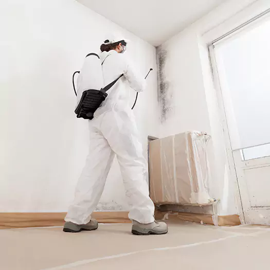 Experienced Mold & Mildew Specialists in Flagstaff, AZ
