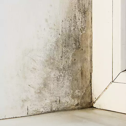 Skilled Mold on Drywall Experts in Flagstaff, AZ