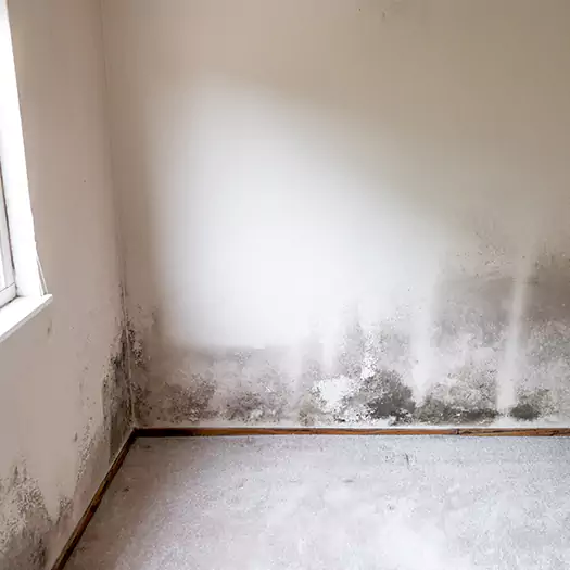 Trusted Mold on the Wall Experts in Flagstaff, AZ