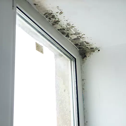 Reliable Mold Treatment Specialists in Flagstaff, AZ