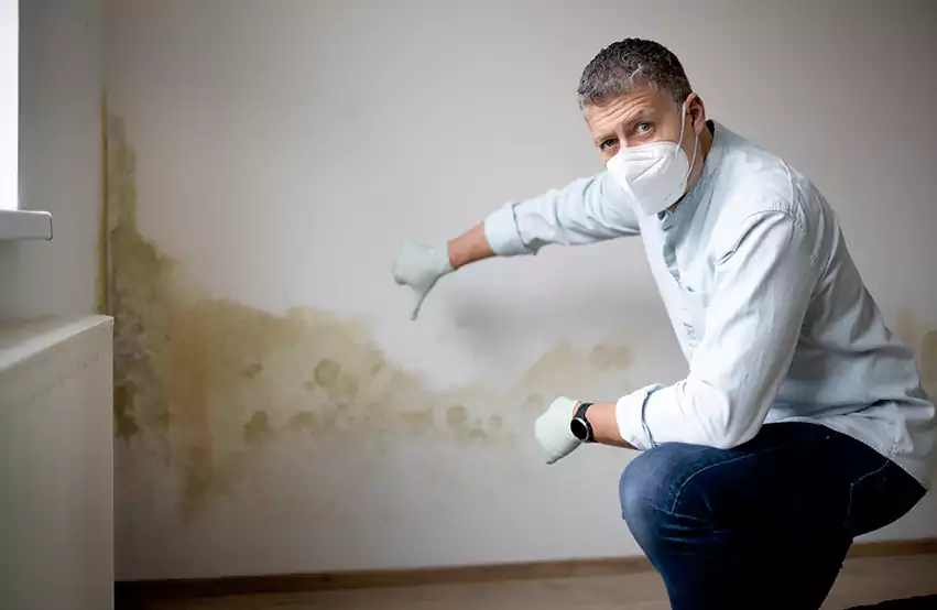 Mold Removal in Flagstaff, AZ