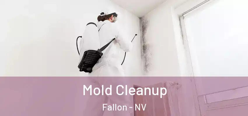 Mold Cleanup Fallon - NV
