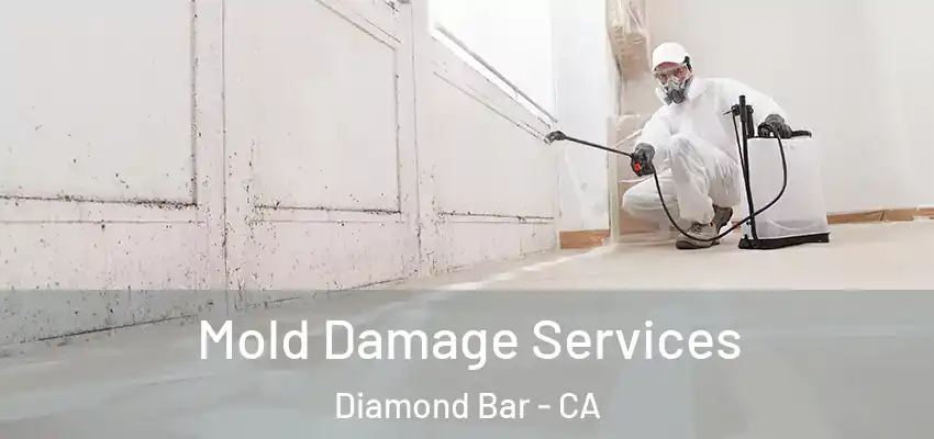  Mold Damage Services Diamond Bar - CA