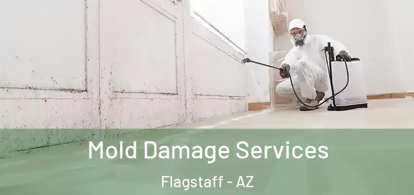  Mold Damage Services Flagstaff - AZ