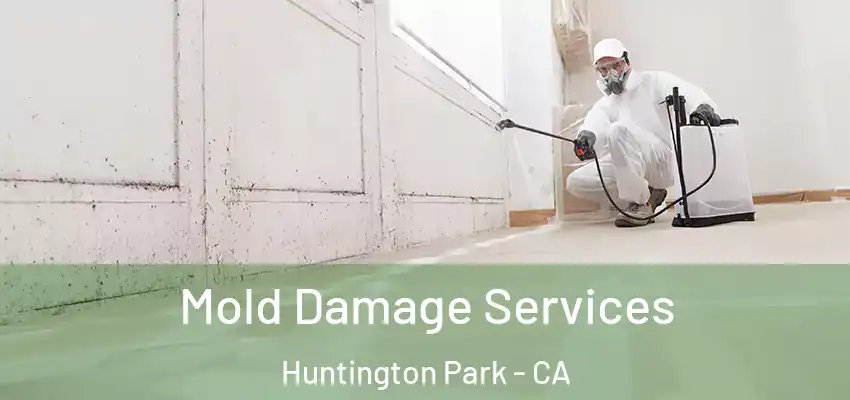  Mold Damage Services Huntington Park - CA