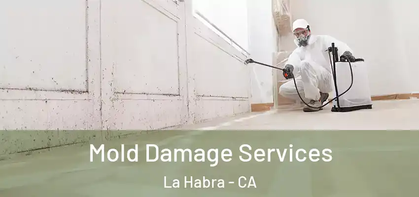  Mold Damage Services La Habra - CA