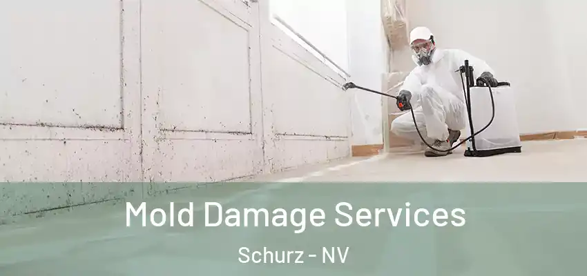  Mold Damage Services Schurz - NV