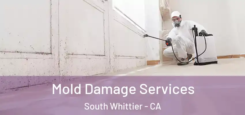  Mold Damage Services South Whittier - CA