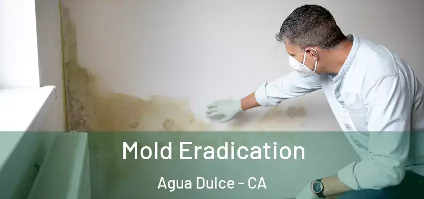  Mold Eradication Agua Dulce - CA