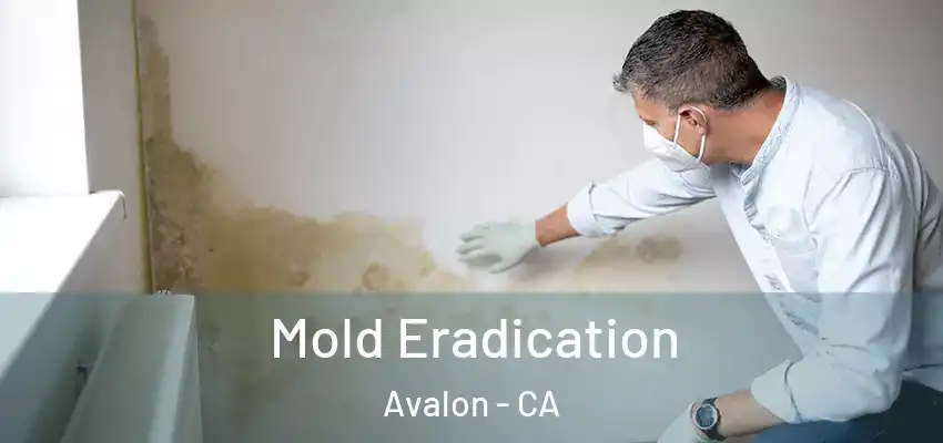  Mold Eradication Avalon - CA