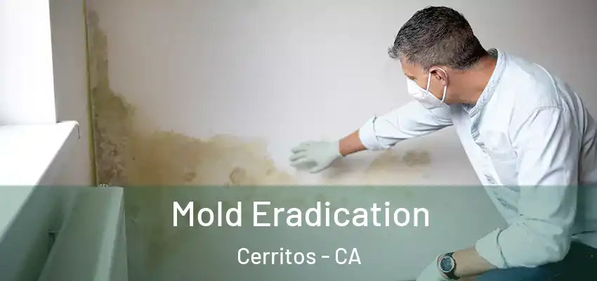  Mold Eradication Cerritos - CA
