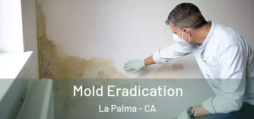 Mold Eradication La Palma - CA