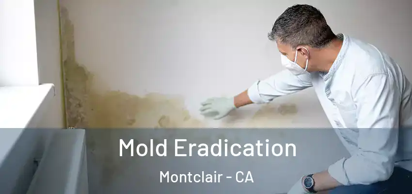 Mold Eradication Montclair - CA