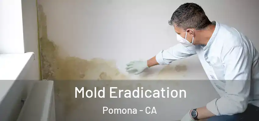 Mold Eradication Pomona - CA