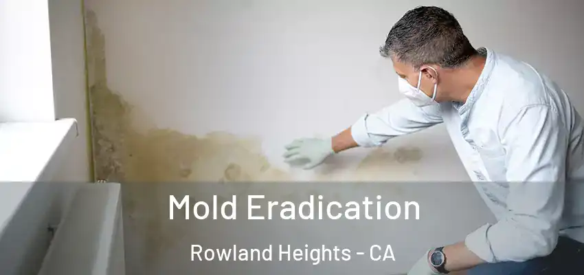  Mold Eradication Rowland Heights - CA