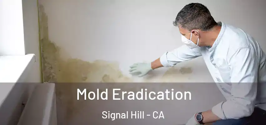 Mold Eradication Signal Hill - CA