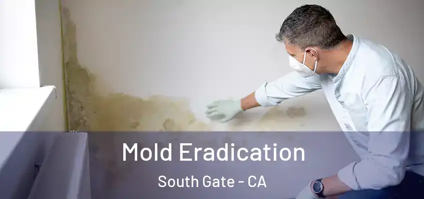 Mold Eradication South Gate - CA