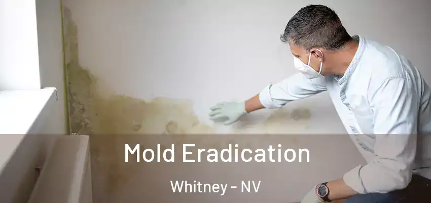 Mold Eradication Whitney - NV