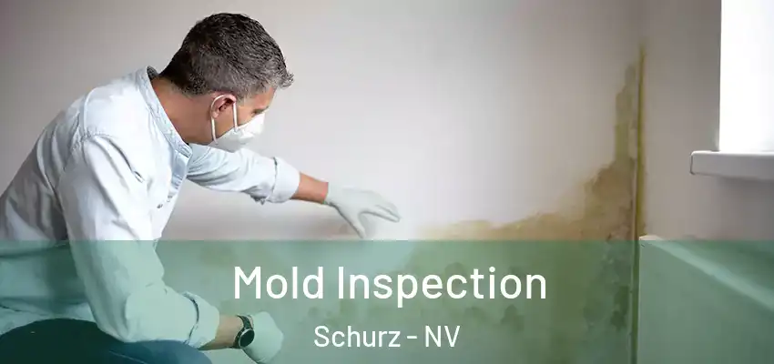  Mold Inspection Schurz - NV