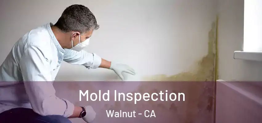 Mold Inspection Walnut - CA