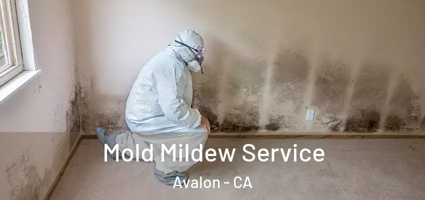 Mold Mildew Service Avalon - CA