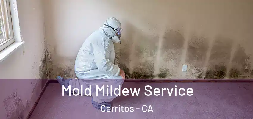  Mold Mildew Service Cerritos - CA