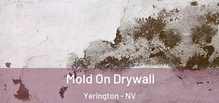  Mold On Drywall Yerington - NV
