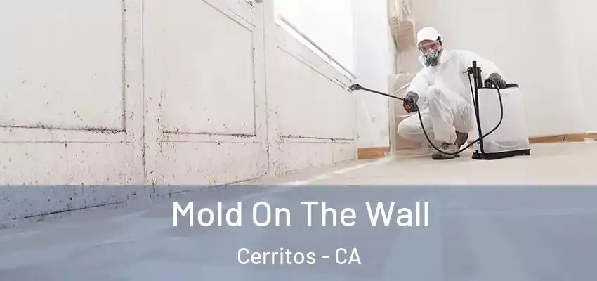  Mold On The Wall Cerritos - CA
