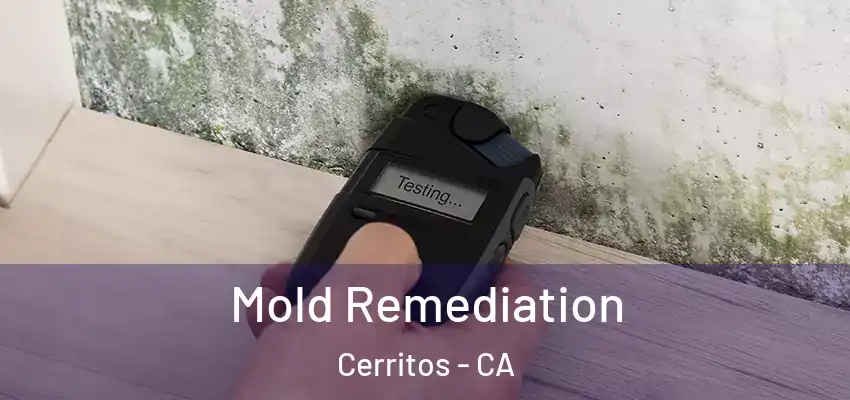  Mold Remediation Cerritos - CA