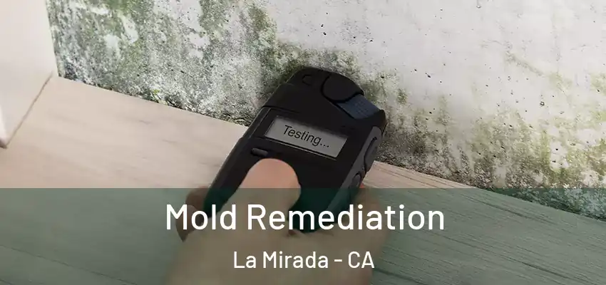  Mold Remediation La Mirada - CA