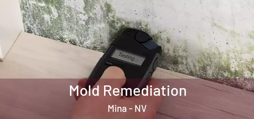  Mold Remediation Mina - NV