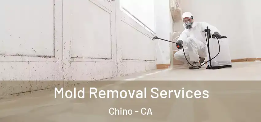  Mold Removal Services Chino - CA