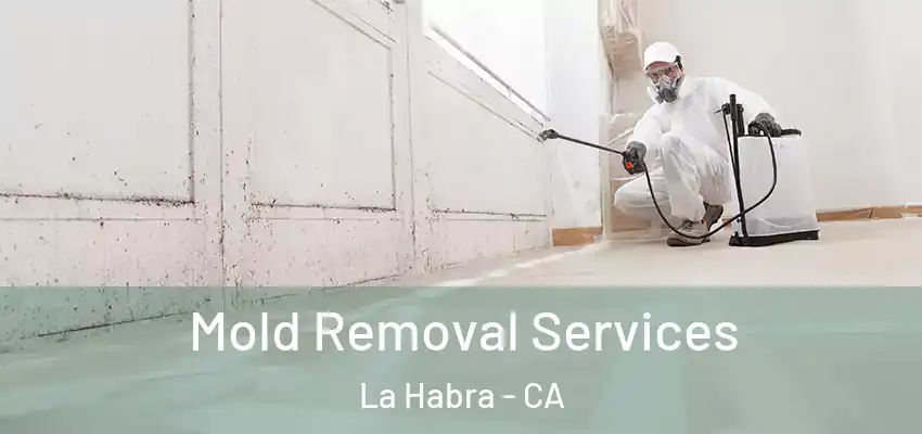  Mold Removal Services La Habra - CA