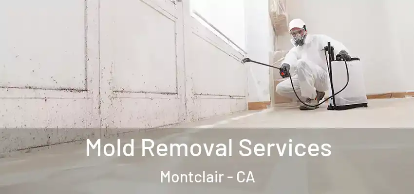 Mold Removal Services Montclair - CA