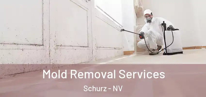 Mold Removal Services Schurz - NV